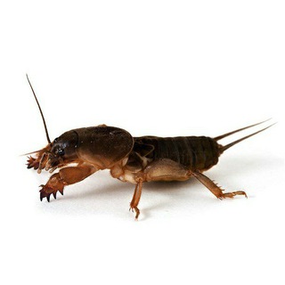 Telegram profile photo for арина иджи