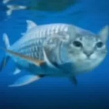 Telegram profile photo for Белочка буянит