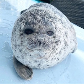 Telegram profile photo for 𝐿𝒶𝓇𝑔𝒶 𝓈𝒽𝑜𝓅ও