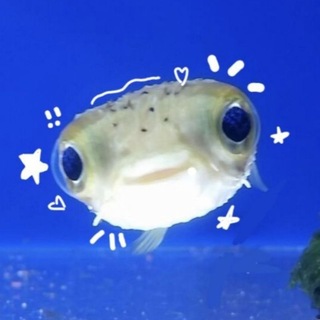 Telegram profile photo for •fishpuff draw•