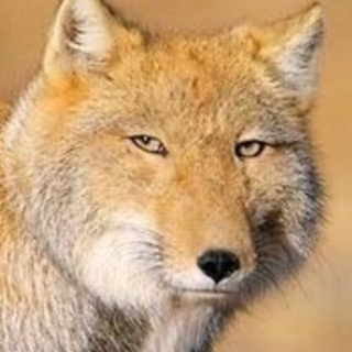 Telegram profile photo for продам бампер