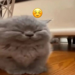 Telegram profile photo for палка эсикститиашки