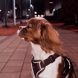 Telegram profile photo for лунар