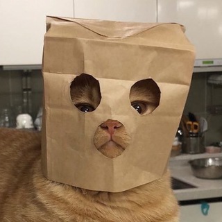 Telegram profile photo for Котячі меми