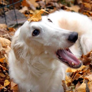 Telegram profile photo for 𝘽𝘖𝘙𝘡𝘖𝗶 𝘾𝙊𝙉𝙁 | 🍁