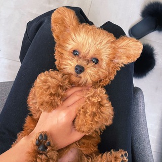 Telegram profile photo for Той-пудель. Мальтипу 🐶 Кавапу Toypoodle_dogs