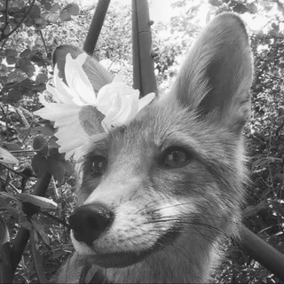 Telegram profile photo for Fortune777