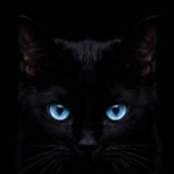 Telegram profile photo for Gato 🐈⬛ Negro