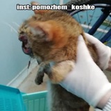 Telegram profile photo for 🆘ПОМОГИТЕ СПАСТИ КОШКУ🙏