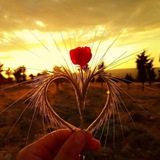 Telegram profile photo for يا نفسُ قَدْ أَزِفَ الرحيلُ🍂