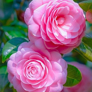 Telegram profile photo for اطلاعیه های دانشگاه شما