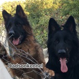 Telegram profile photo for Dadsonkennel