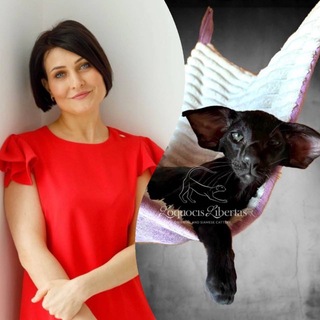 Telegram profile photo for Записки заводчика ориенталов / котята, ориенталы, петерболды 🐈⬛