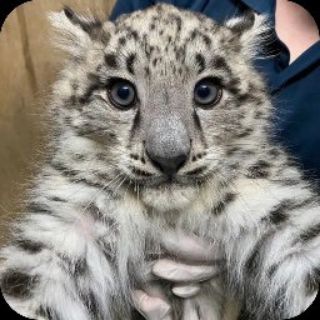 Telegram profile photo for Snow Leopards ᴄᴏɴꜰ 🐾🌨