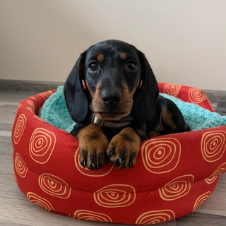 Telegram profile photo for Дневник Иосифа🐾