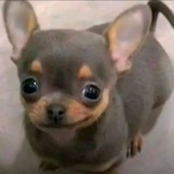 Telegram profile photo for YANKICHNYA INFO
