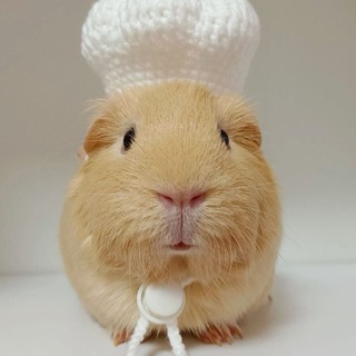 Telegram profile photo for морские свинки конфешн