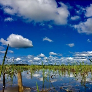 Telegram profile photo for کانال ایوان استخر