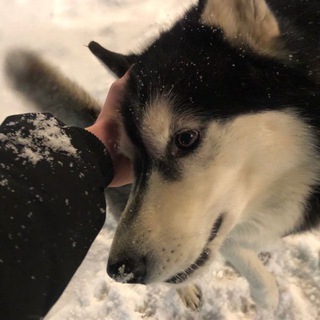 Telegram profile photo for ᴘᴇʀɪɴᴇᴠɪꜱ