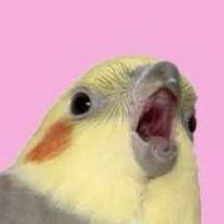 Telegram profile photo for Я орал меня ловили