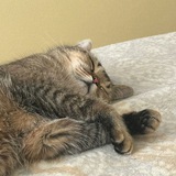 Telegram profile photo for cat.drop.everyday