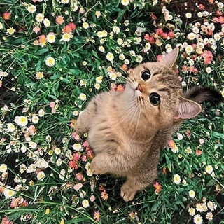 Telegram profile photo for کوچولو