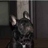 Telegram profile photo for Fly's foto-batlle