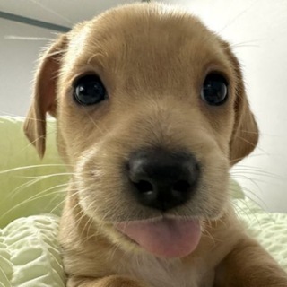 Telegram profile photo for BOLLY PORTAL