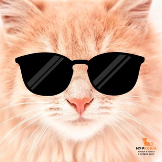 Telegram group profile photo for Мур-чат