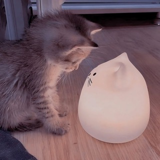 Telegram profile photo for тгк/кᴀнᴀл кошᴀчьи сны