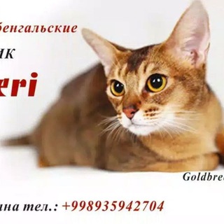 Telegram profile photo for TauSheri питомник абиссинских кошек современного типа