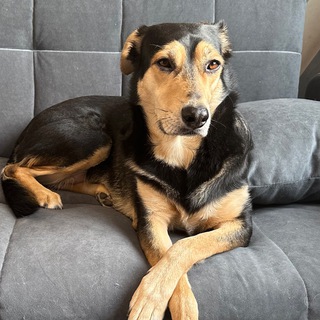 Telegram profile photo for Жизнь с животными