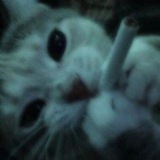 Telegram profile photo for امن سيبراني Cyber security