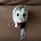 Telegram profile photo for Хомяк на TON
