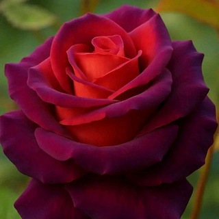 Telegram profile photo for احاسيس مبعثره.