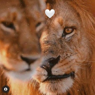 Telegram profile photo for بنـټ قݪـبو໑ ❤️😌