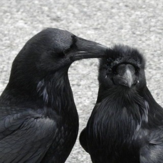 Telegram profile photo for مِریشِلی.