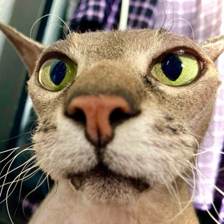 Telegram profile photo for Карасеевка