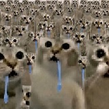 Telegram profile photo for Кошачьi маiдан