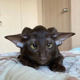 Telegram profile photo for ;мир глазами квики