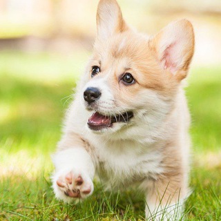 Telegram profile photo for Умилительный корги