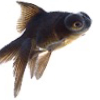 Telegram profile photo for TELESKOP-AKVARIUM.RU (ТЕЛЕСКОП-АКВАРИУМ.РУ)