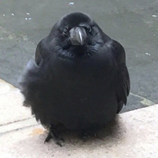Telegram profile photo for Кошкин дом