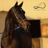 Telegram profile photo for "دشت ناز"