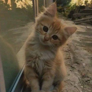 Telegram profile photo for Кошачья помощь🐱🦋