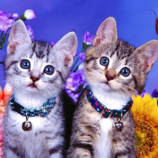 Telegram group profile photo for КОШАТНИКИ.Ташкент