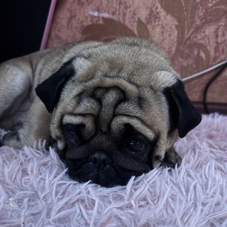 Telegram group profile photo for Мопсинные раскраски