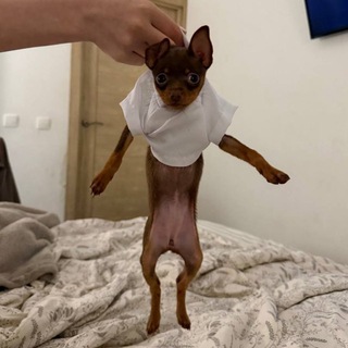 Telegram profile photo for ррекнвв