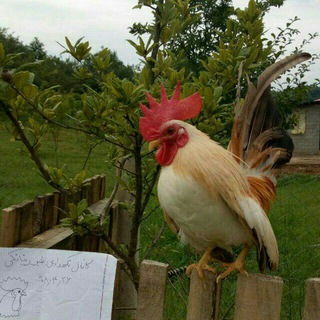 Telegram profile photo for کانال نگهداری طیور خانگی🐣🐥