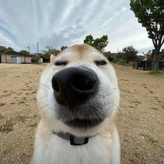 Telegram profile photo for 赤兔马02-信息发布
